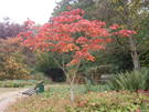 Baum