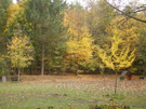 Baum