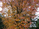 Baum