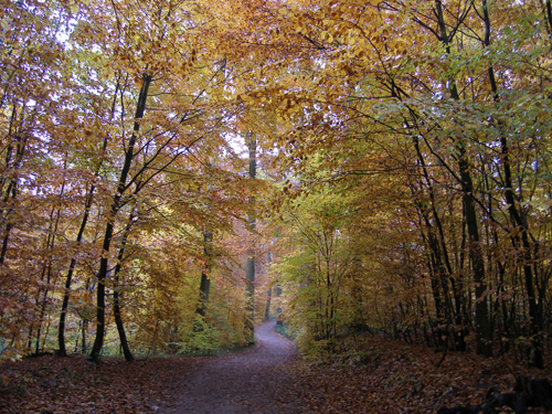Sachsenwald im Herbst