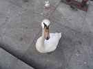Schwan am Rathausmarkt