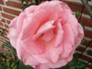 Rosa Rose
