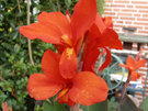 Indisches Blumenschilfrohr