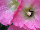 Stockrose mit Hummel
